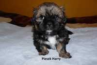 Shih Tzu, piesek Harry do odbioru od 25 maja.