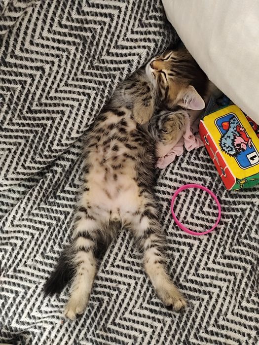 Котята отдаю в хорошие руки
