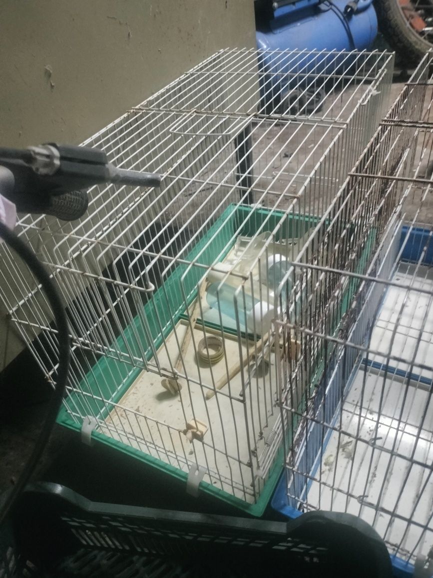 Gaiolas pássaros