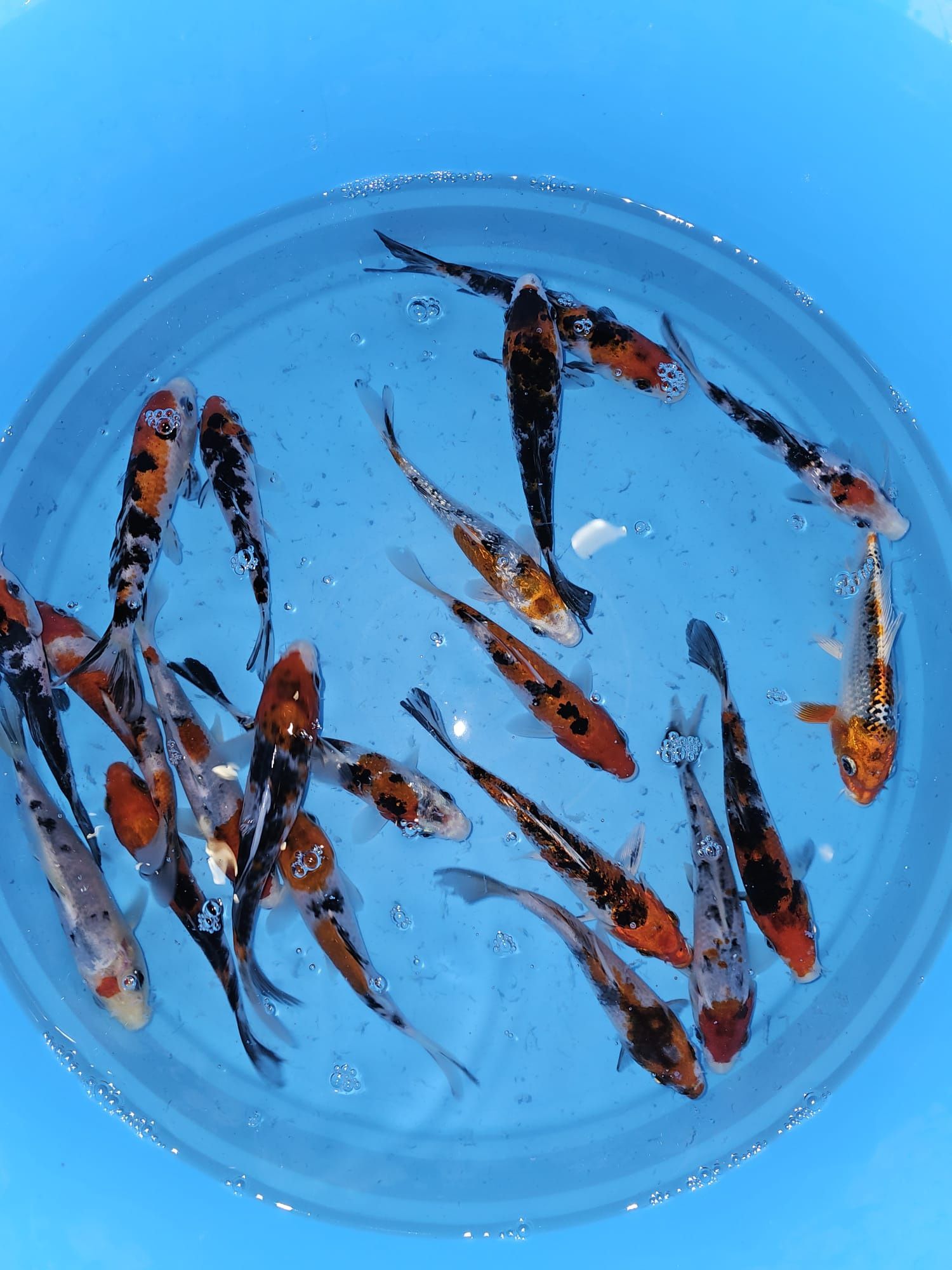 Carpas koi tricolores