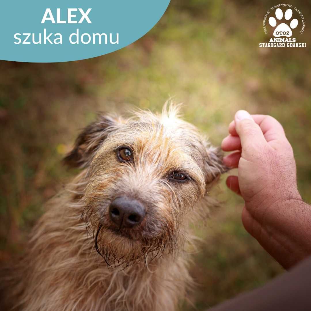 Włochacz Aleks szuka domu!