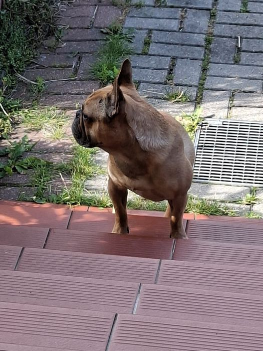 Sprzedam szczeniaka buldoga francuskiego piesek