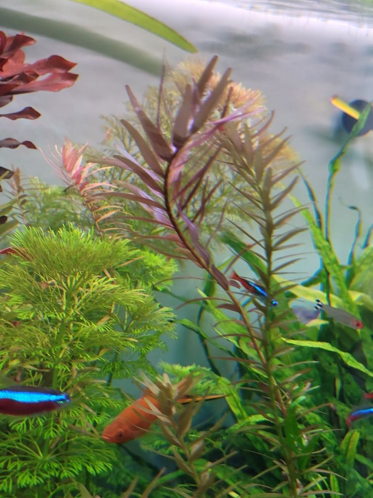 Rotala- sprzedam