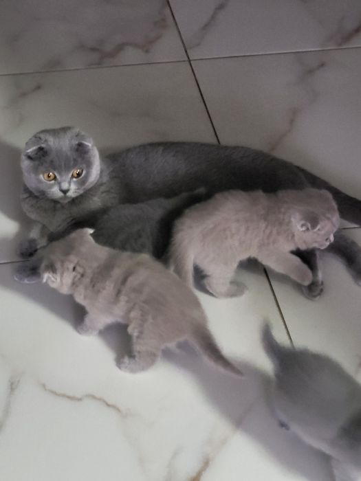 Кошенята британська весловуха