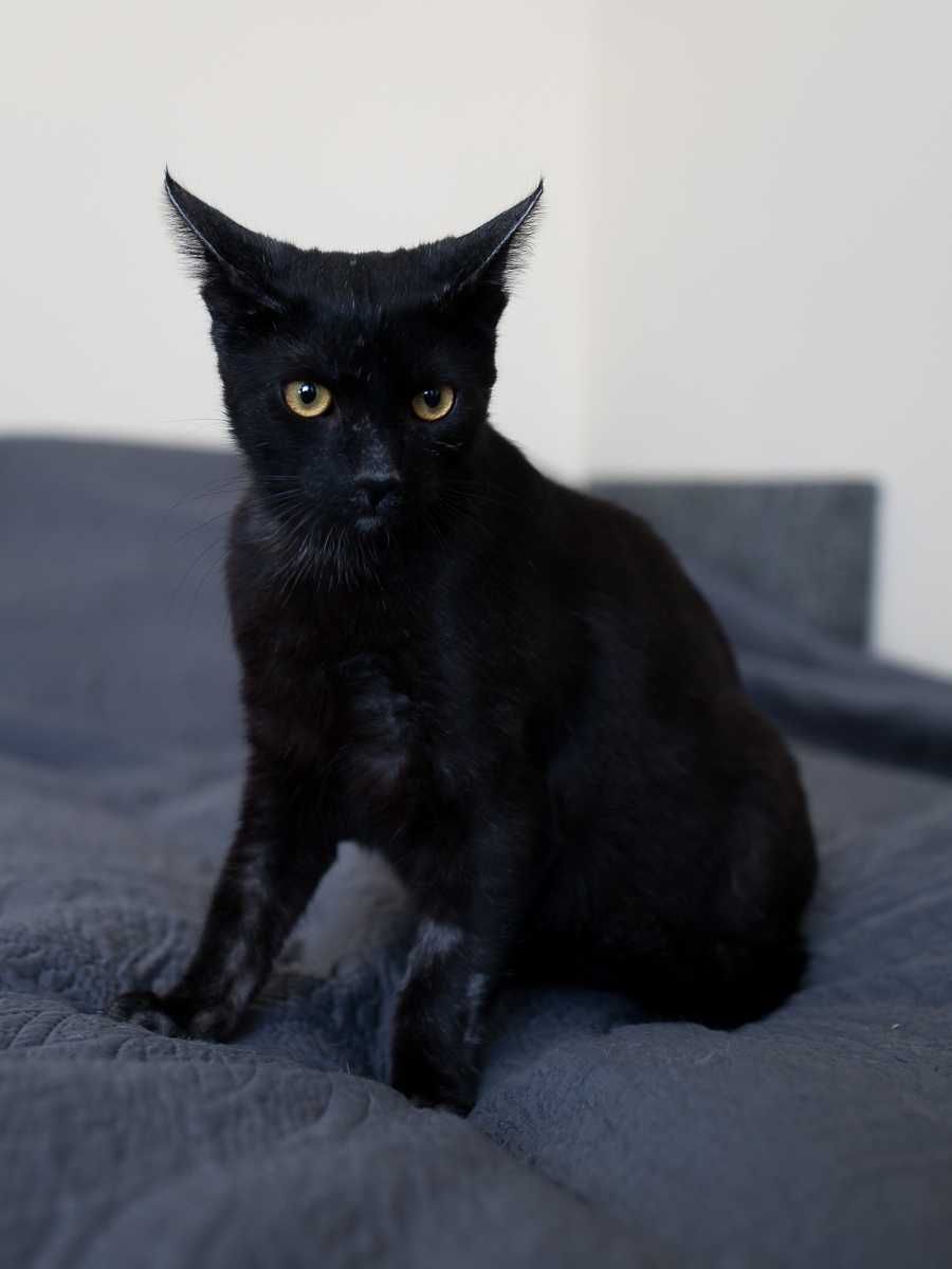 Król do adopcji :)
