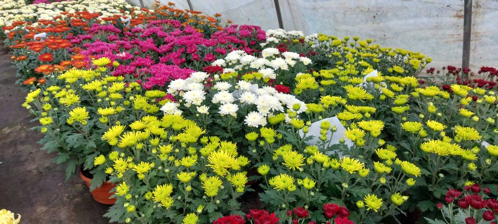 Chryzantemy kolorowe