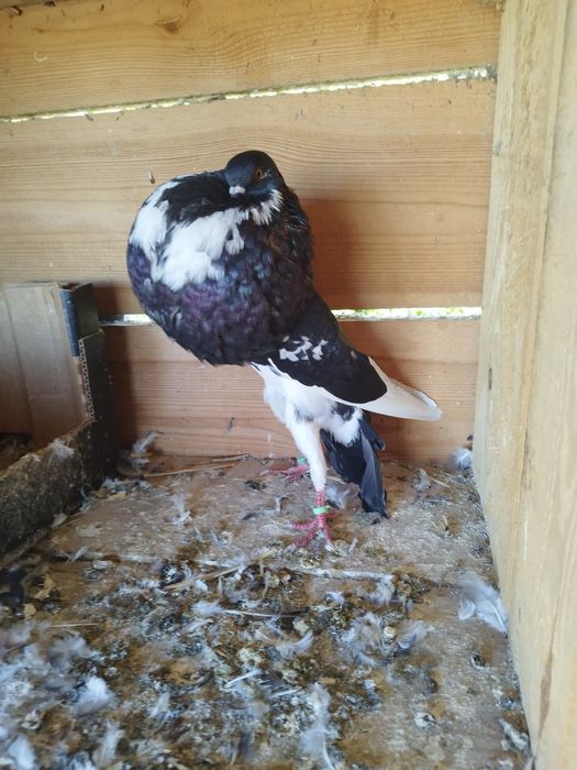 Garlacze z Norwich Garłacz