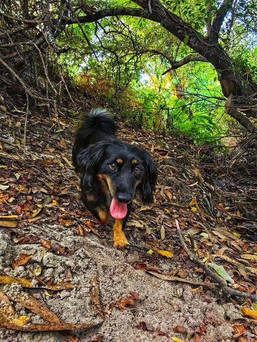 Adota.nos (cães para adoção responsável)