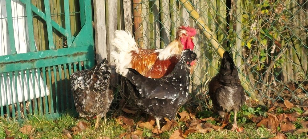 Czubatka staropolska,  jaja lęgowe