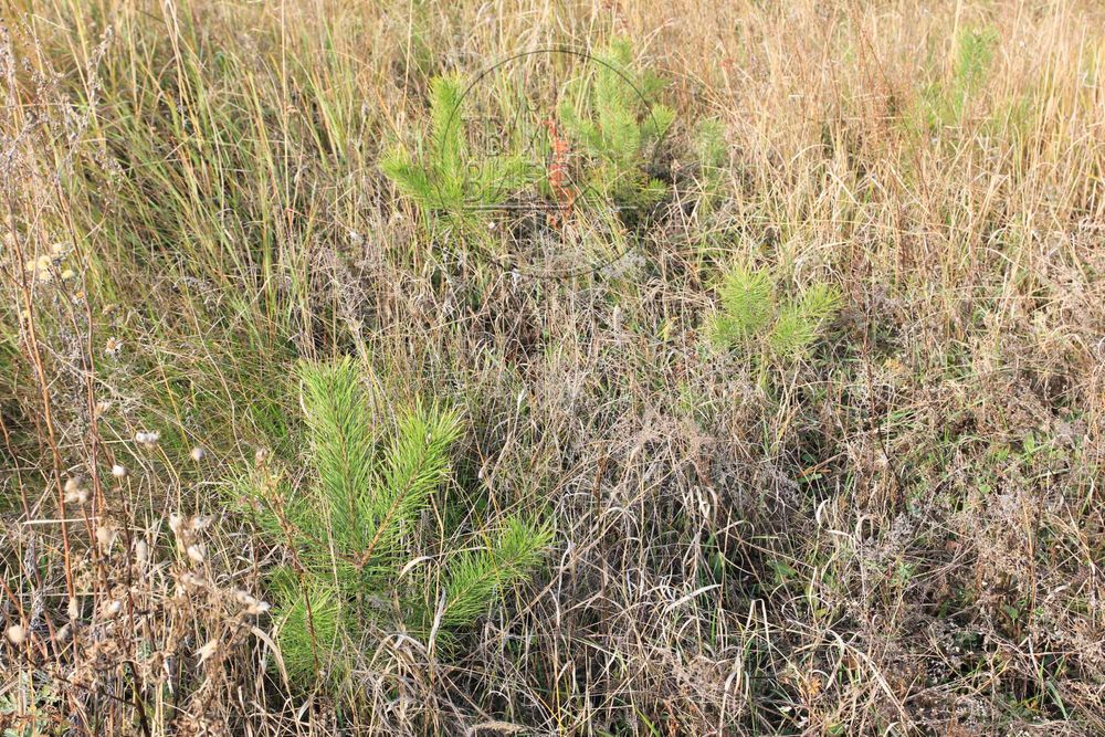 Продаж Будинку Музичі Ліс Озеро