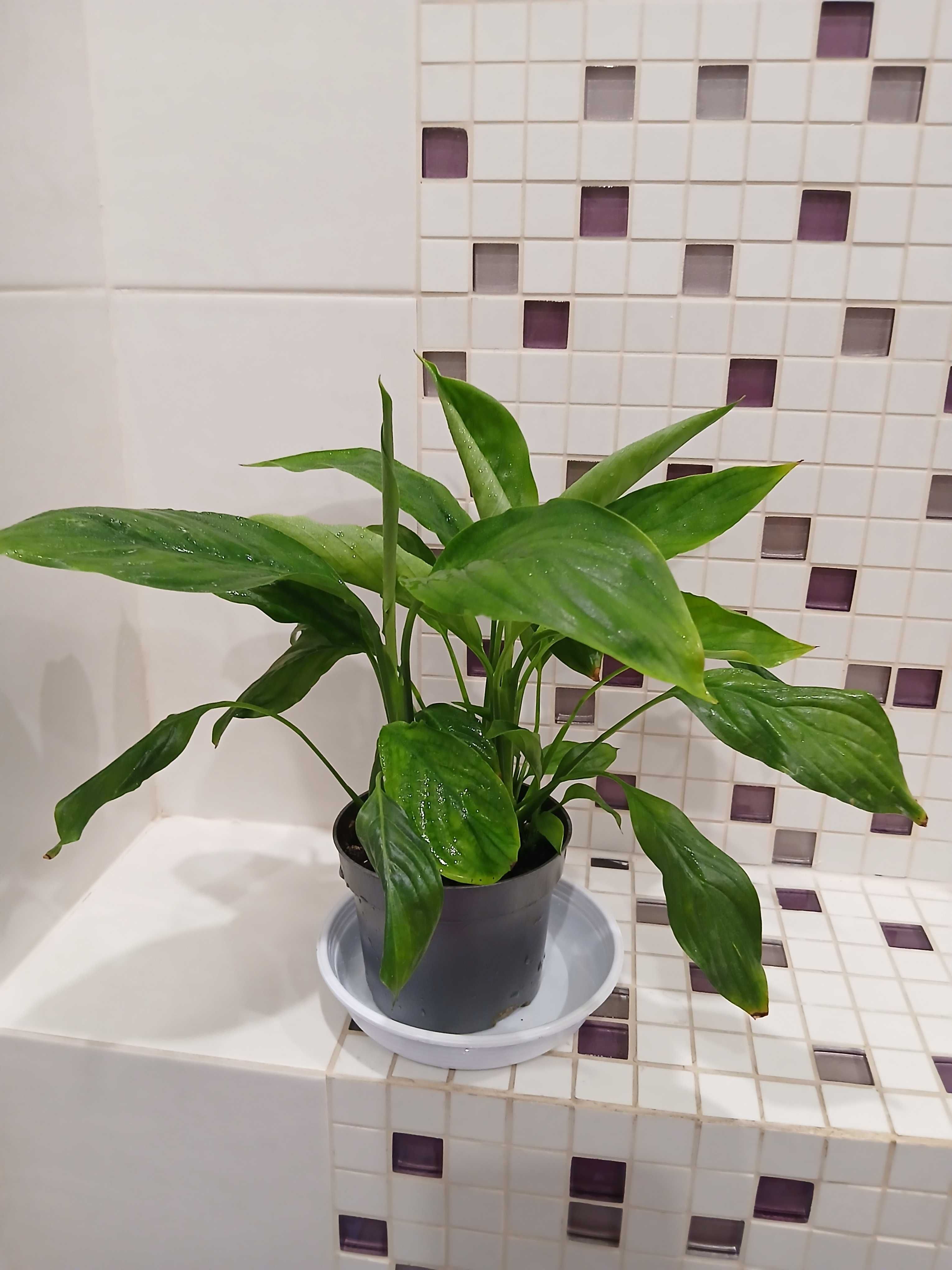Skrzydłokwiat  (Spathiphyllum)