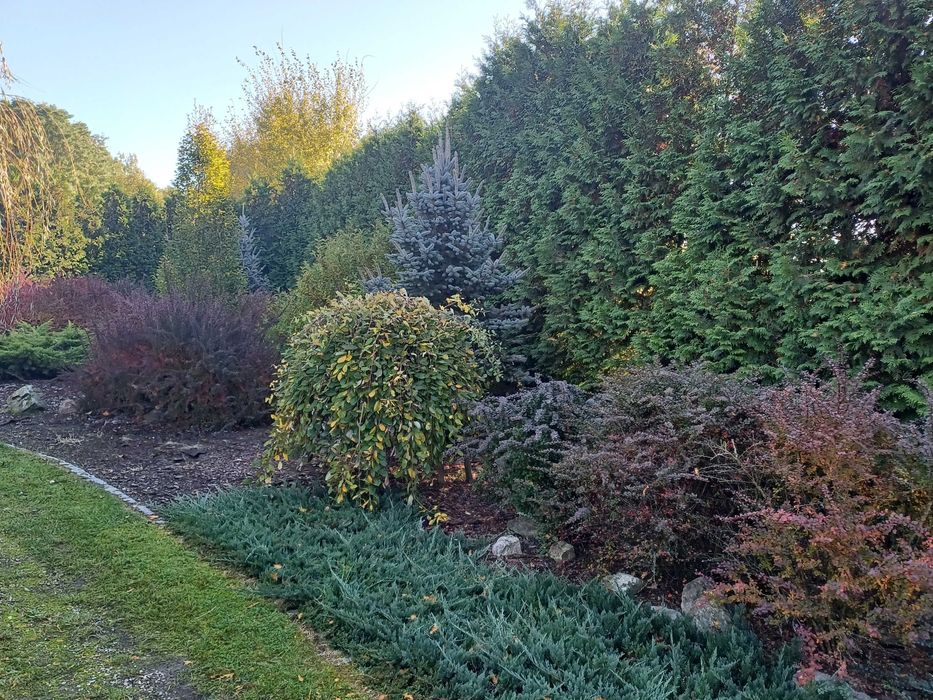 usługi ogrodnicze jesienne sprzątanie ogrodów - niedrogo