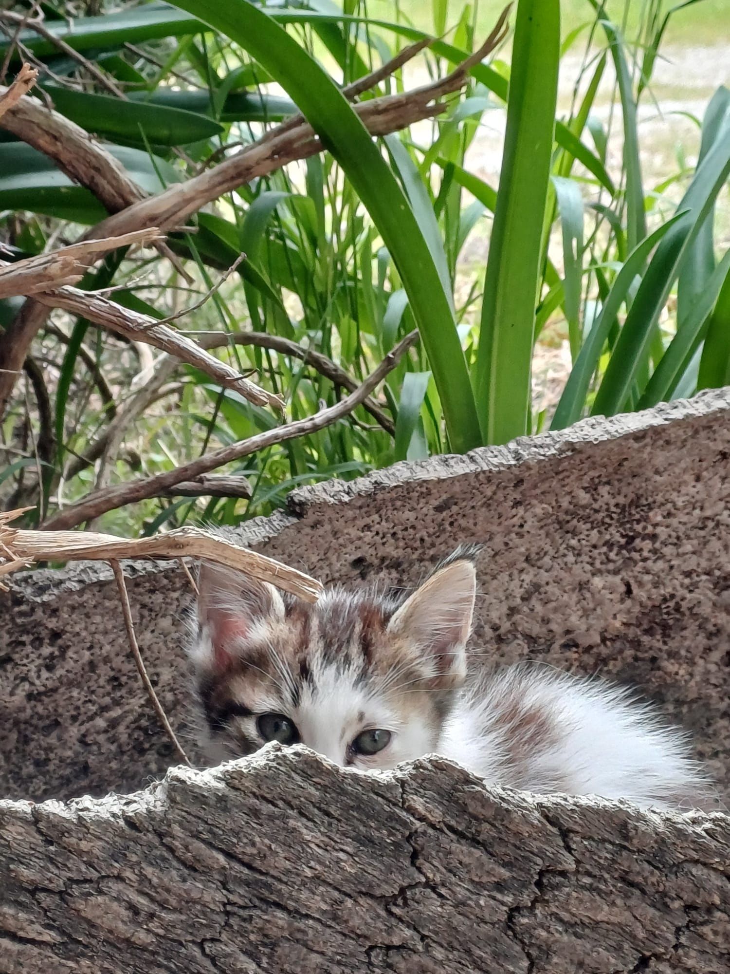 Gatinhas bebés para adopção responsável
