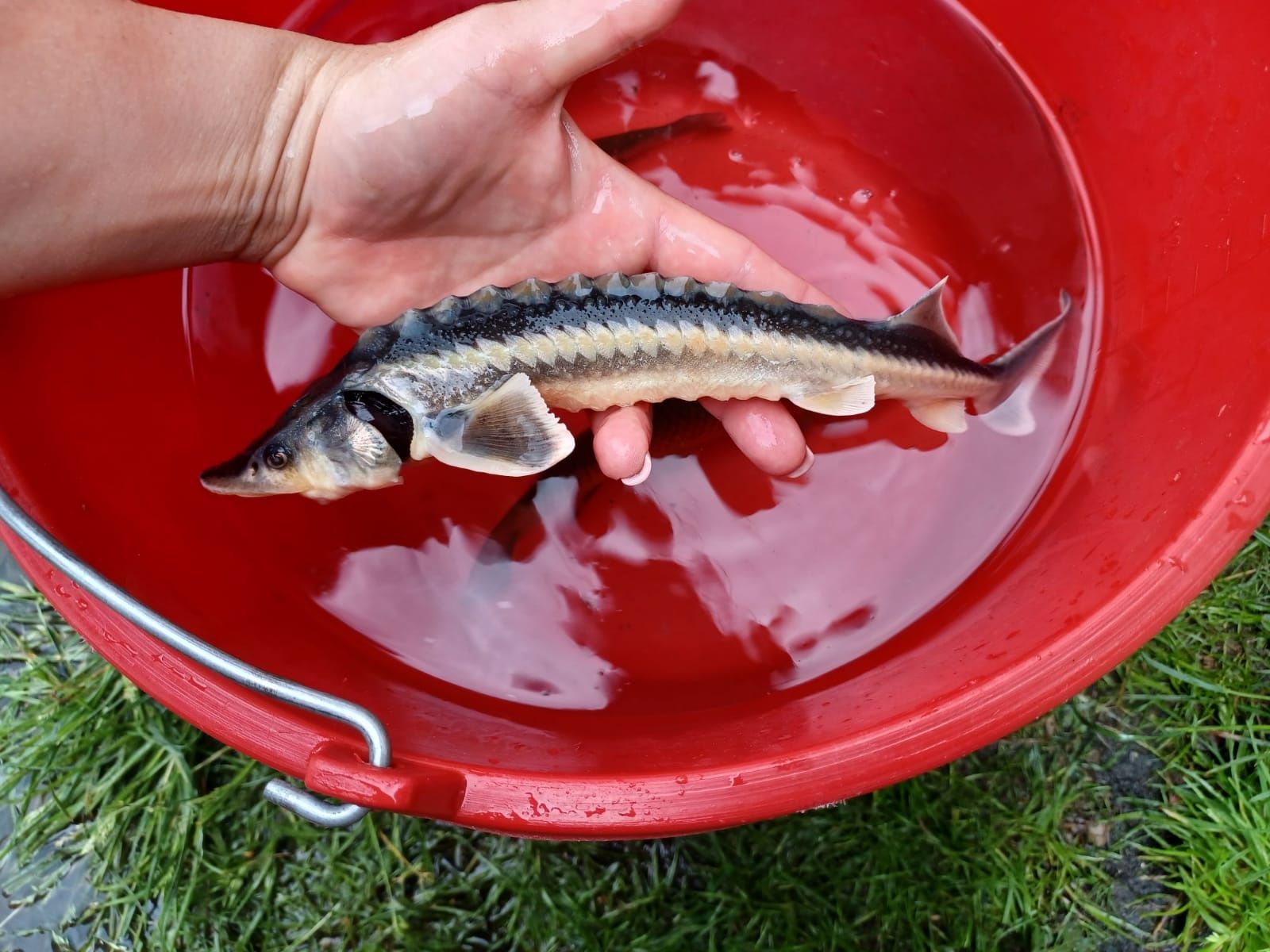 Jesiotr albinos, Syberyjski, Rosyjski 30-40cm Karp, lin