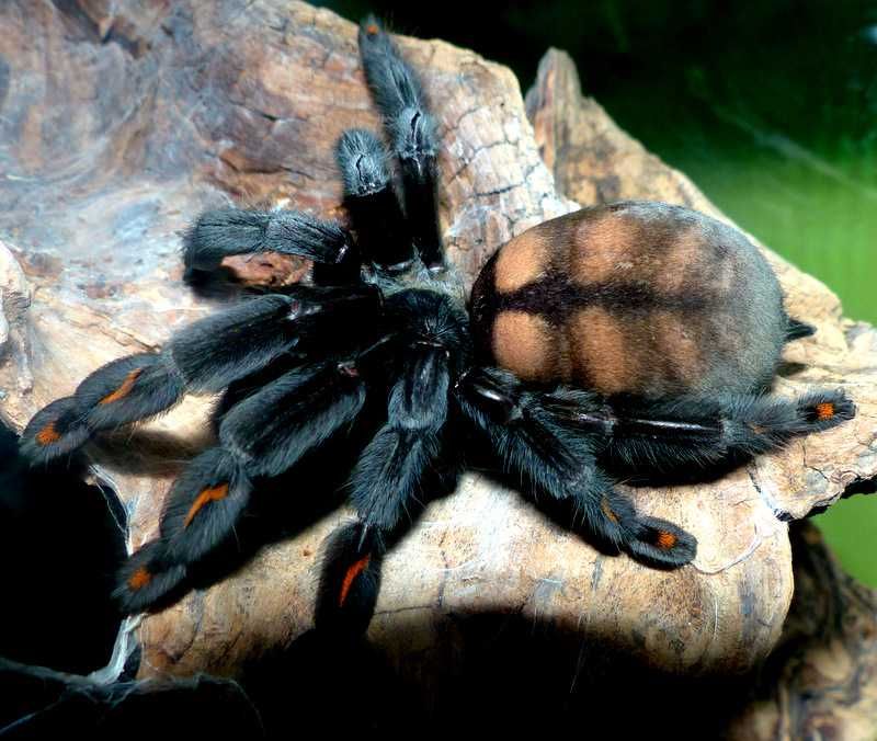 Ptasznik, pająk - Psalmopoeus irminia, dorosła samica