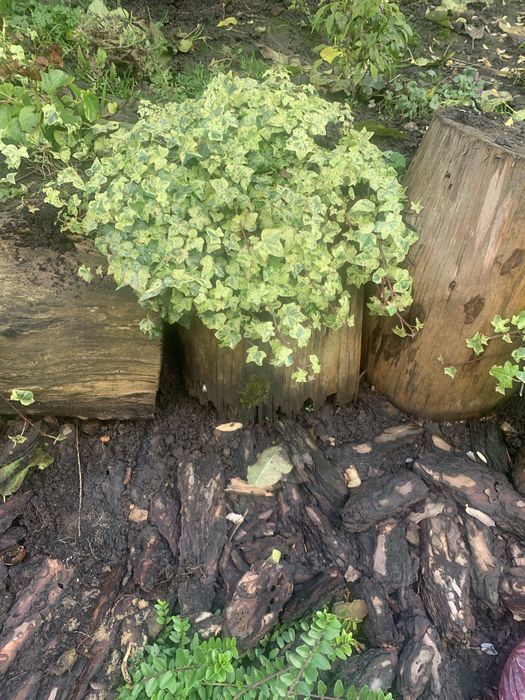 Вуличні строкаті плющі