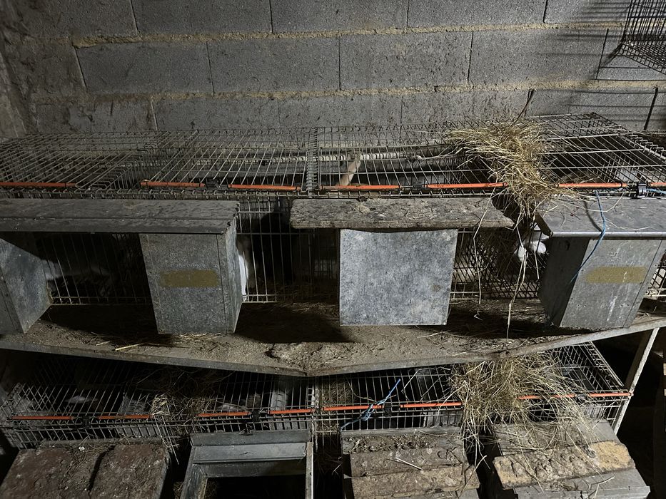 Coelheiras e coelhos