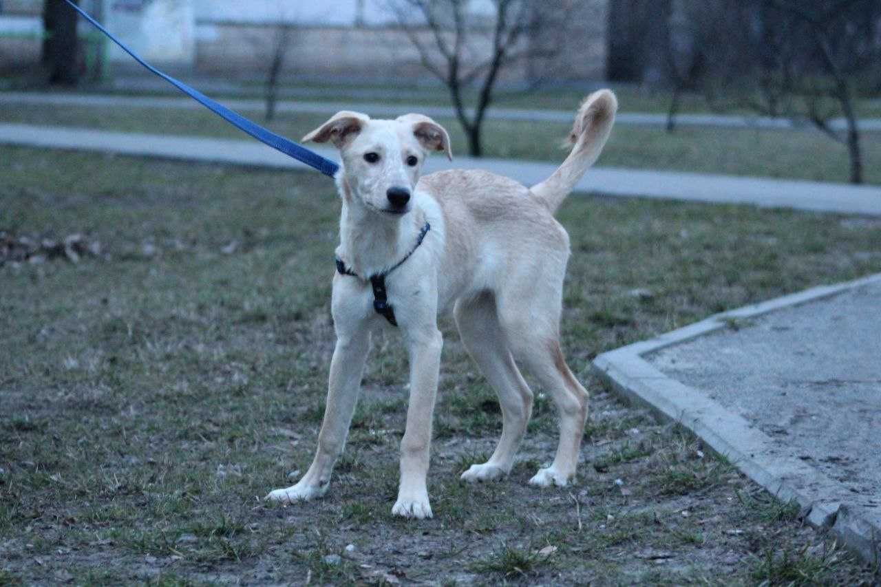 отдам щенка, девочка, 6,5 мес, домааашний приют