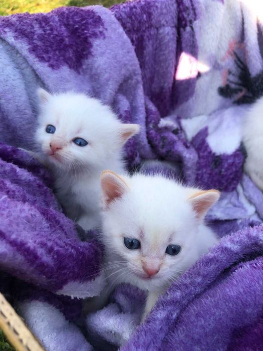 Віддаю кошенят в добрі руки