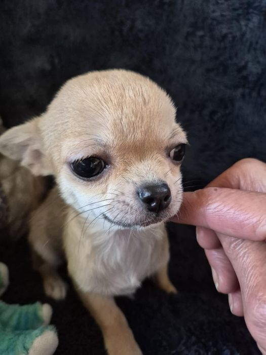 Chihuahua suczka krótkowłosa  ZKwP FCI