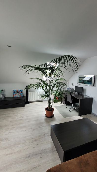 Sprzedam palmę 2.5m