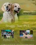 Golden Retriever ZKwP/FCI