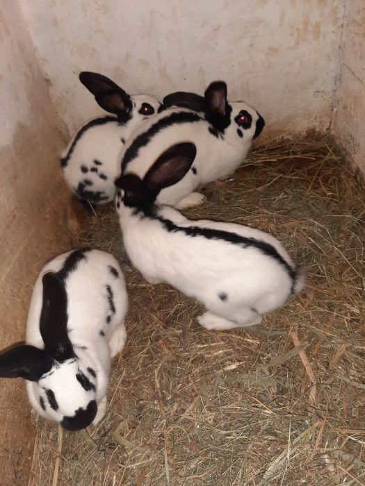 Srokacz niemiecki samice i samce