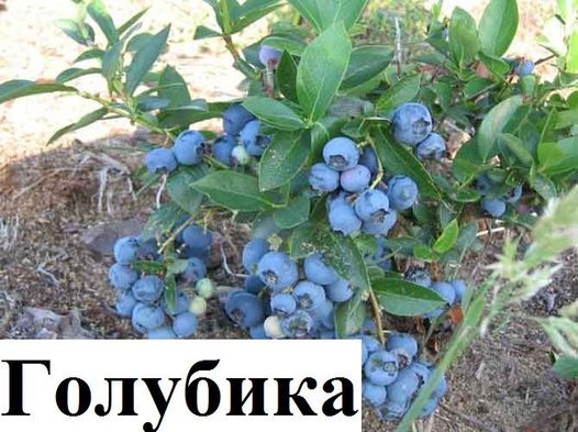 Голубика ягода лісова суха