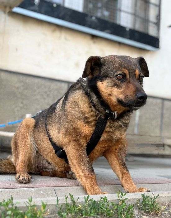 Adopcje psów- Kate szuka domku