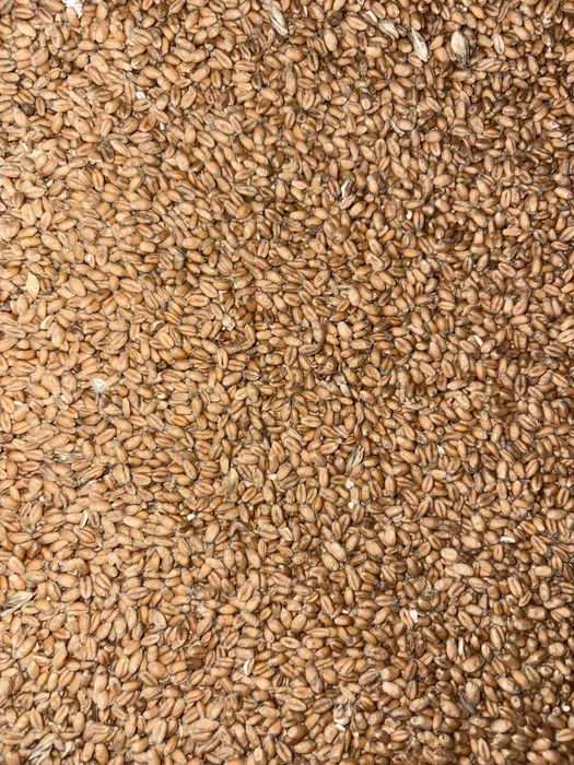 Pszenica ozima, jęczmień ozimy ZBIÓR 2025