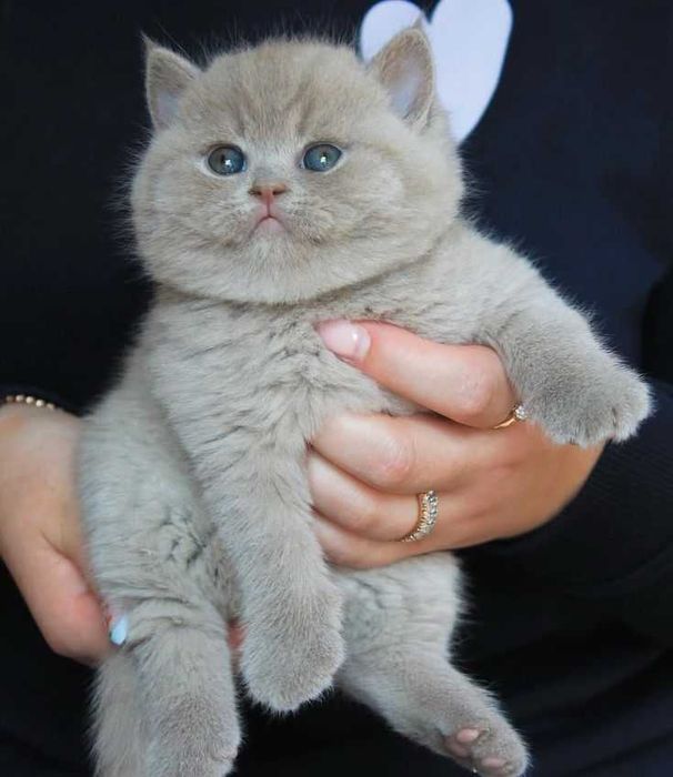 VIP кошеня британський короткошерстний плюшевий хлопчик