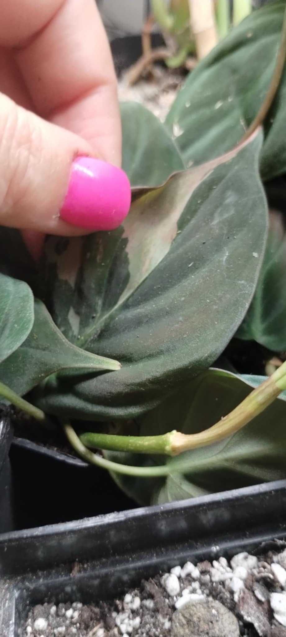 philodendron miscant variegata szczyt, cięty regres