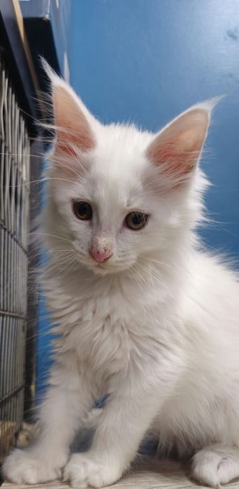 Biały kocure Maine Coon
