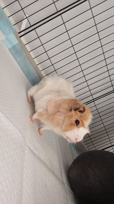 Świnka morska samiec  Oddam