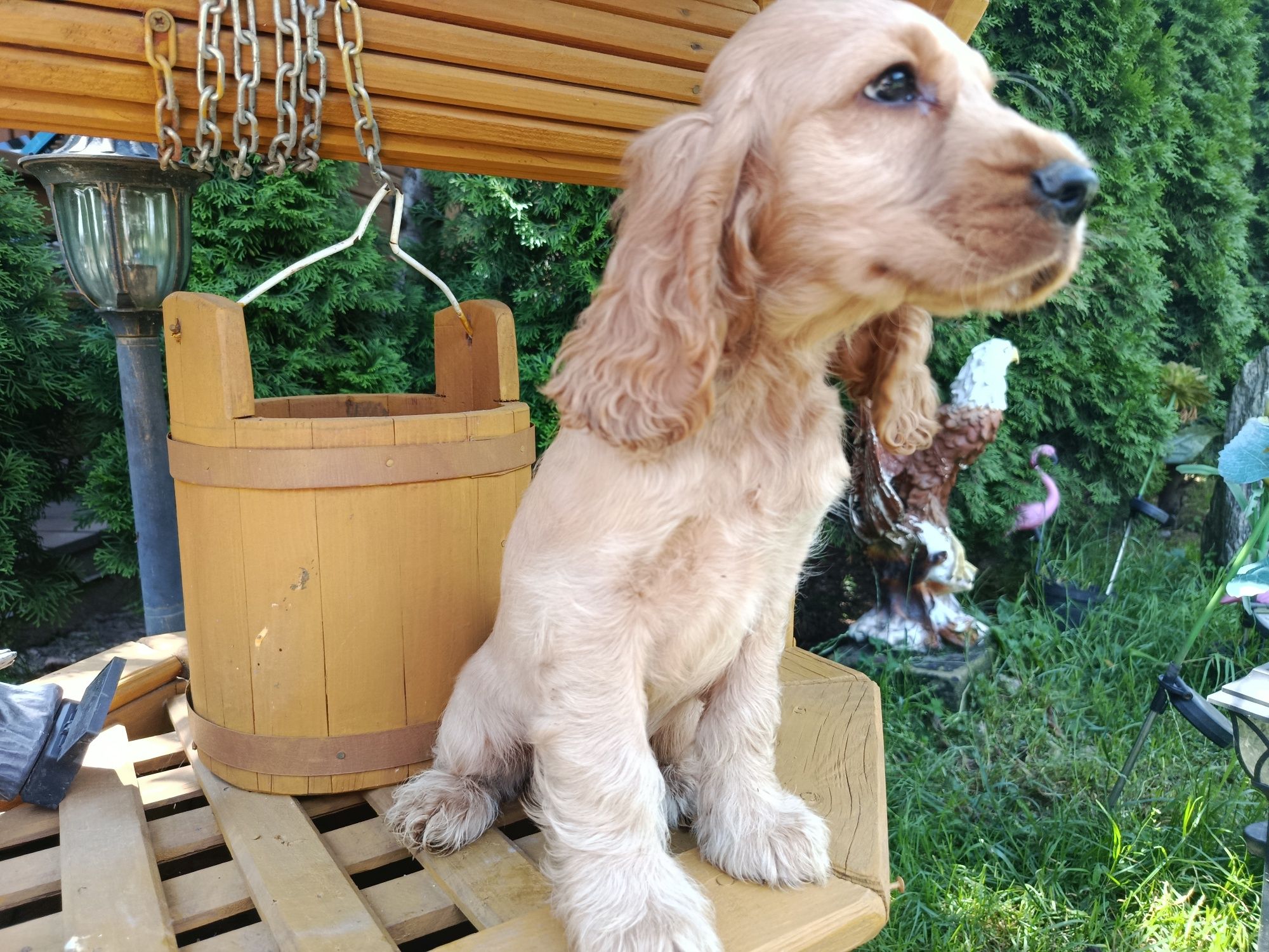 Cocker spaniel angielski rodowód