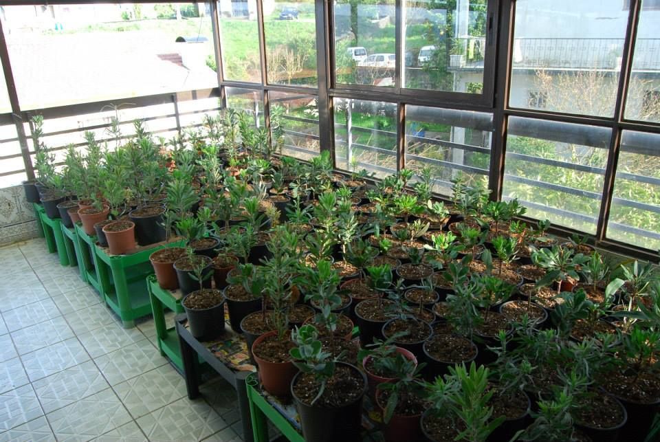 Plantas e vasos Proteas