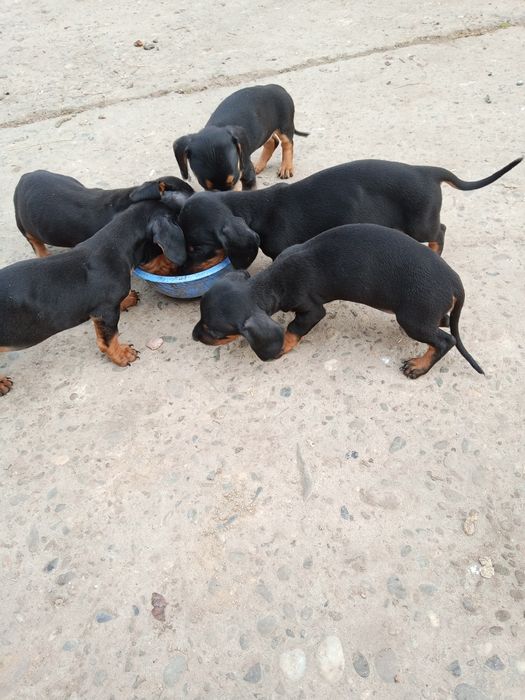 Продам щенят такси