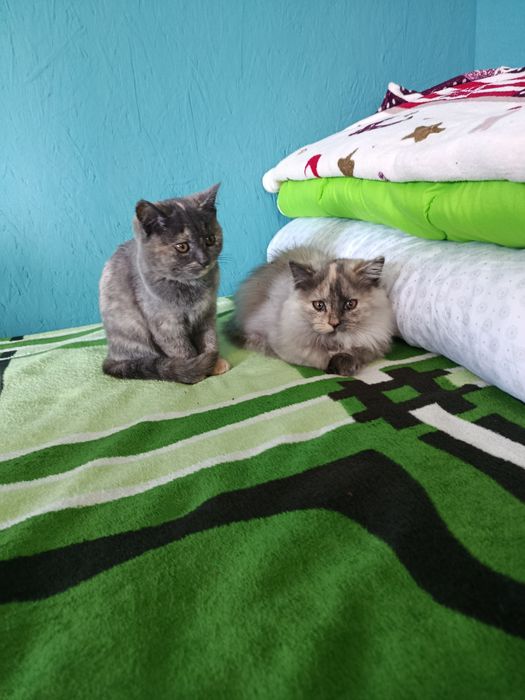 Отдам котят житомер