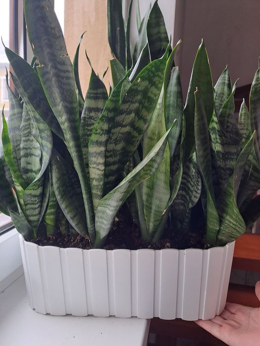 Вазон Сансевієрія ( тещин язик)