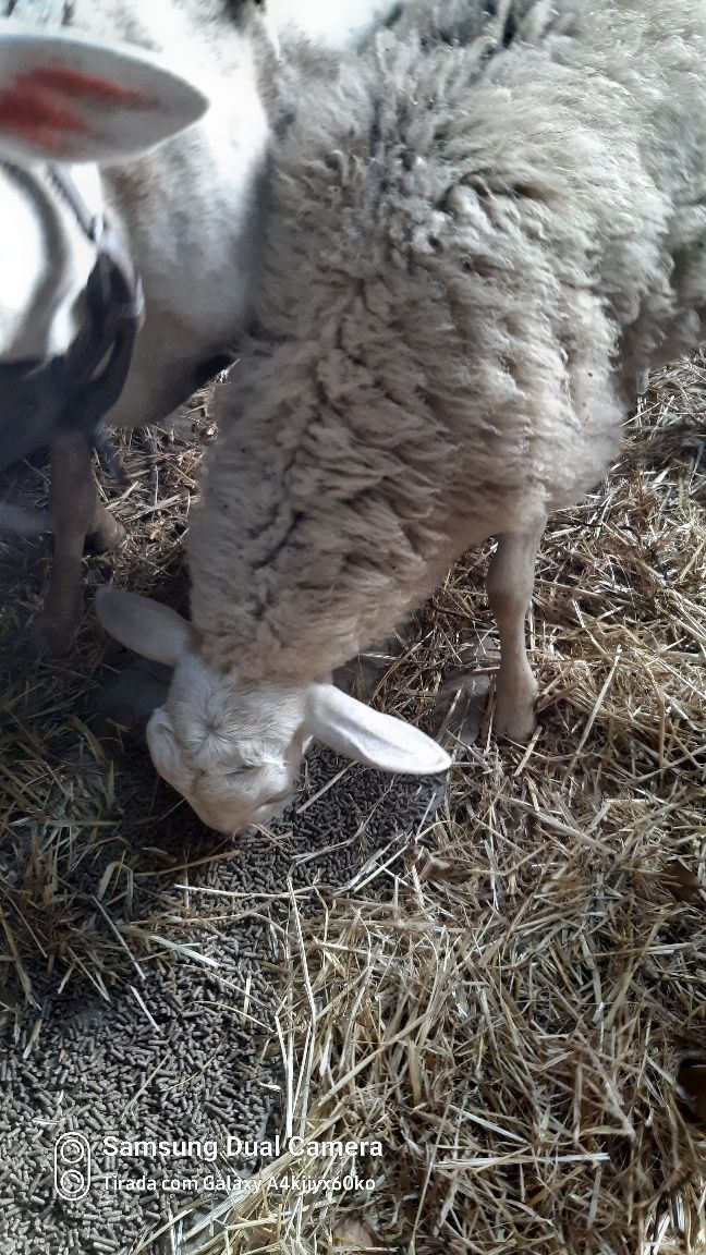 Vendo borrego macho