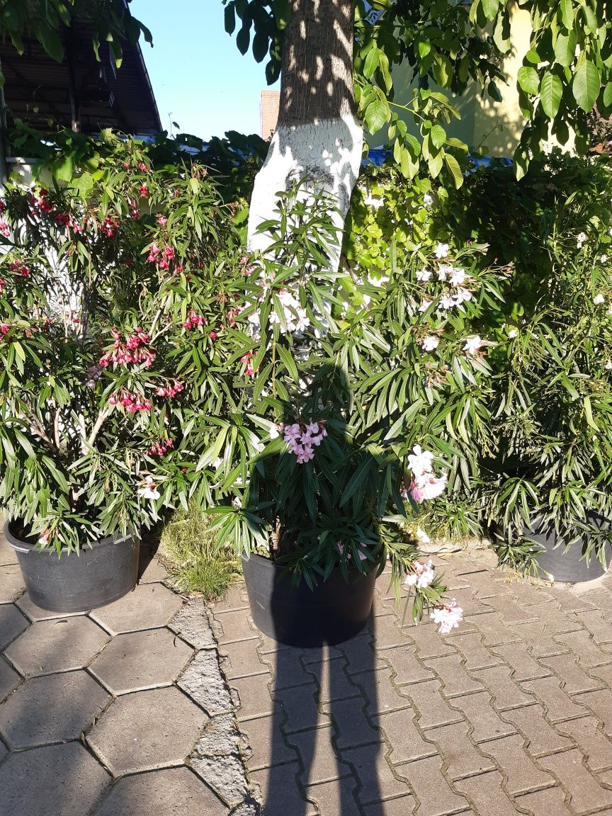 Oleander różowy  biały  żółty czerrony