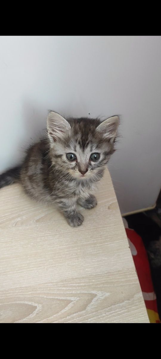 Кошенята в добрі руки