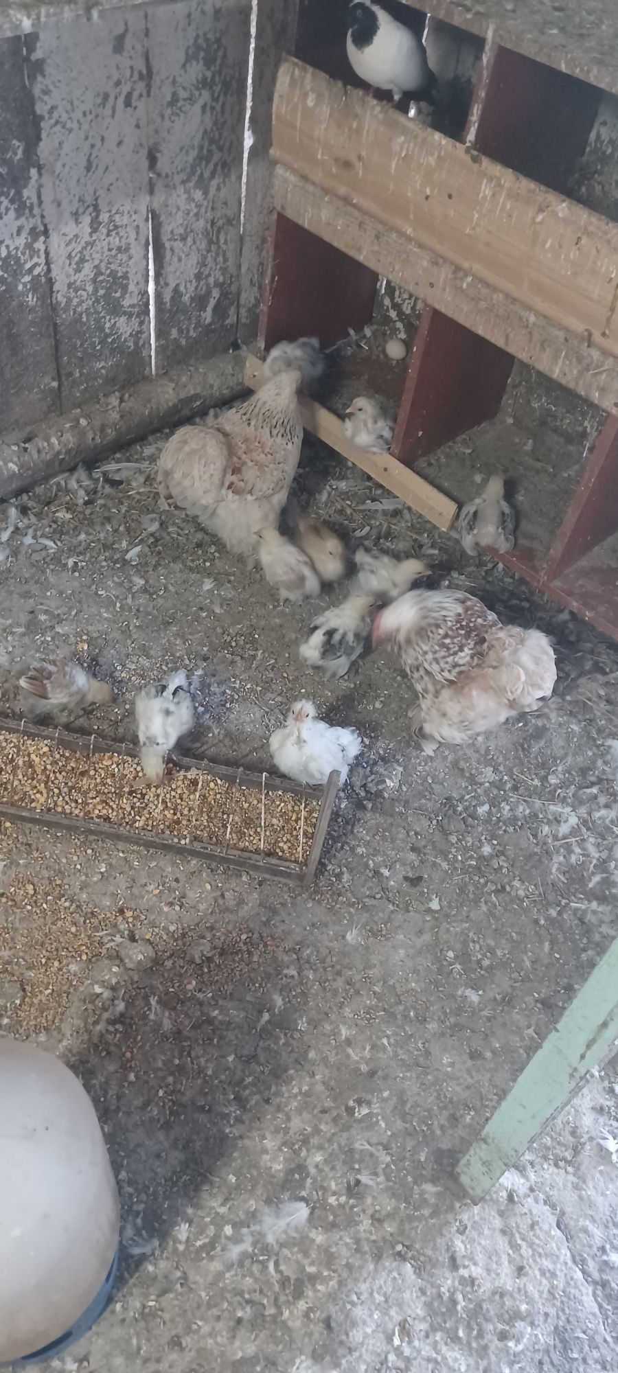 Sprzedam kury kochiny