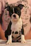 Boston terrier pieski  FCI