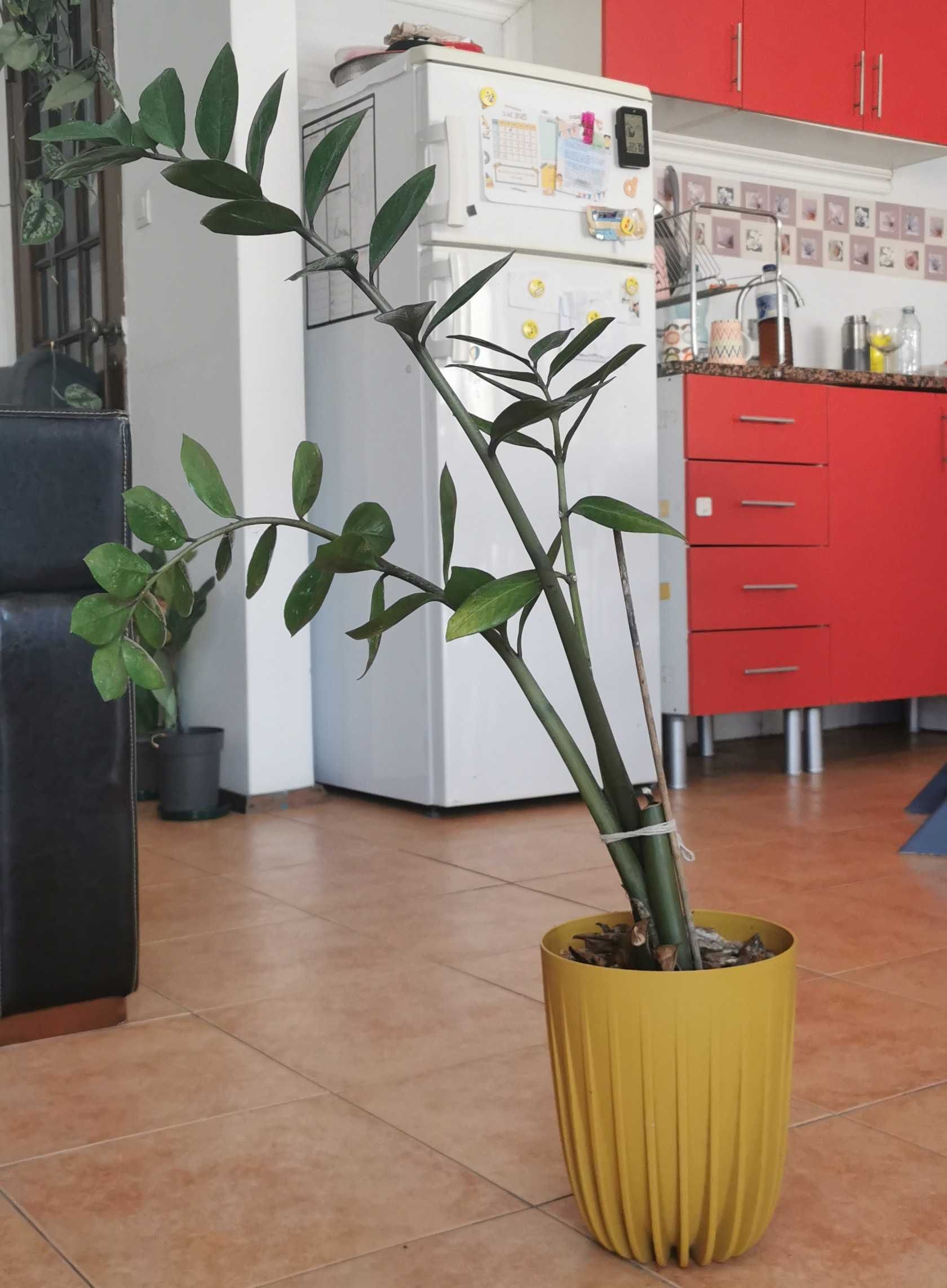 Várias plantas de interior e exterior