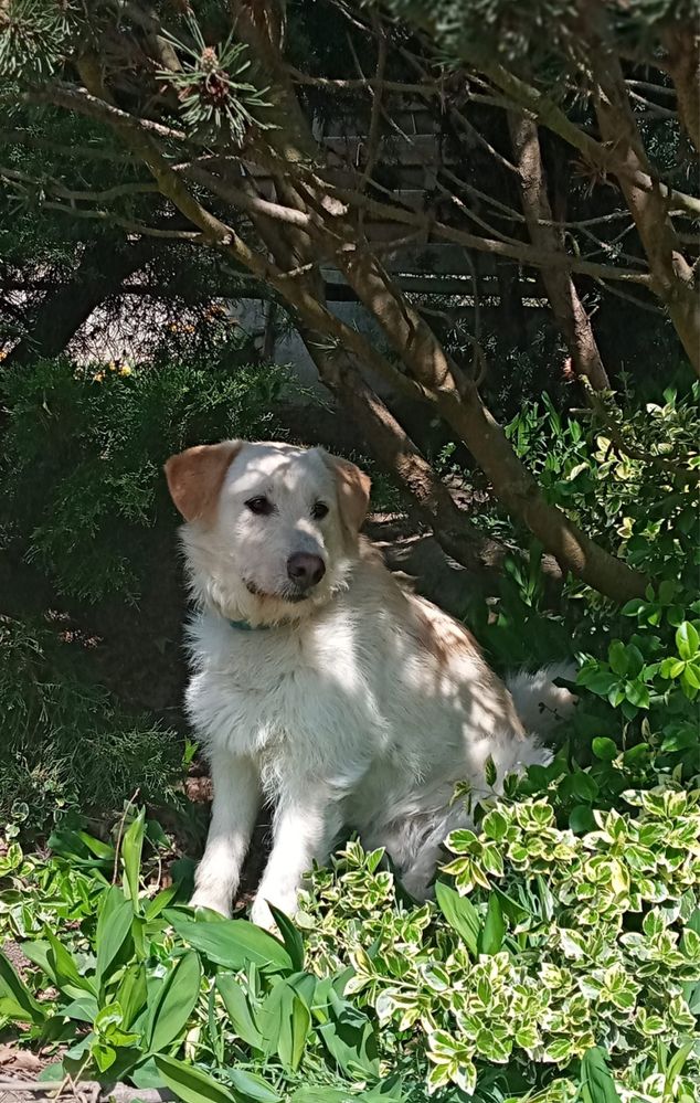 Sunia Gambi anioł ma czterech łapach szuka domku