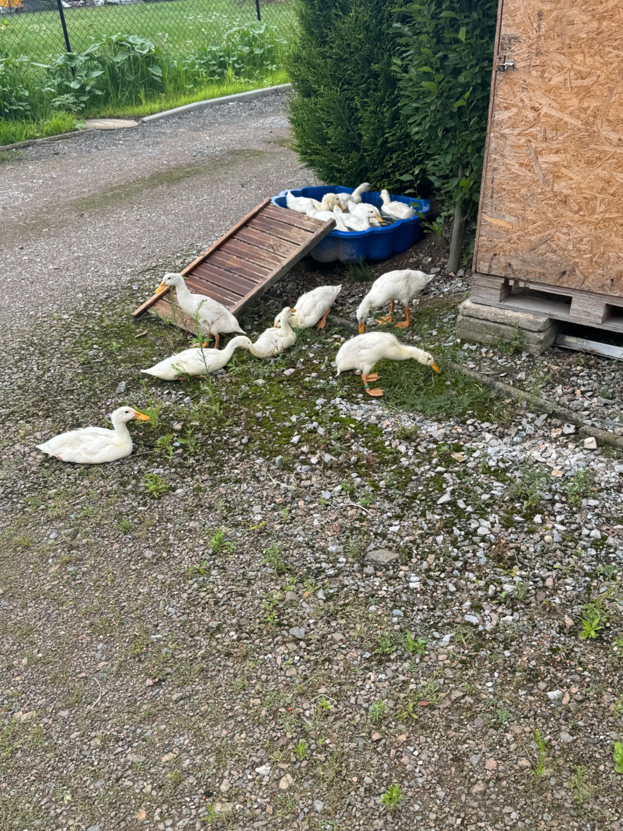 Biegusy śnieżno białe młode