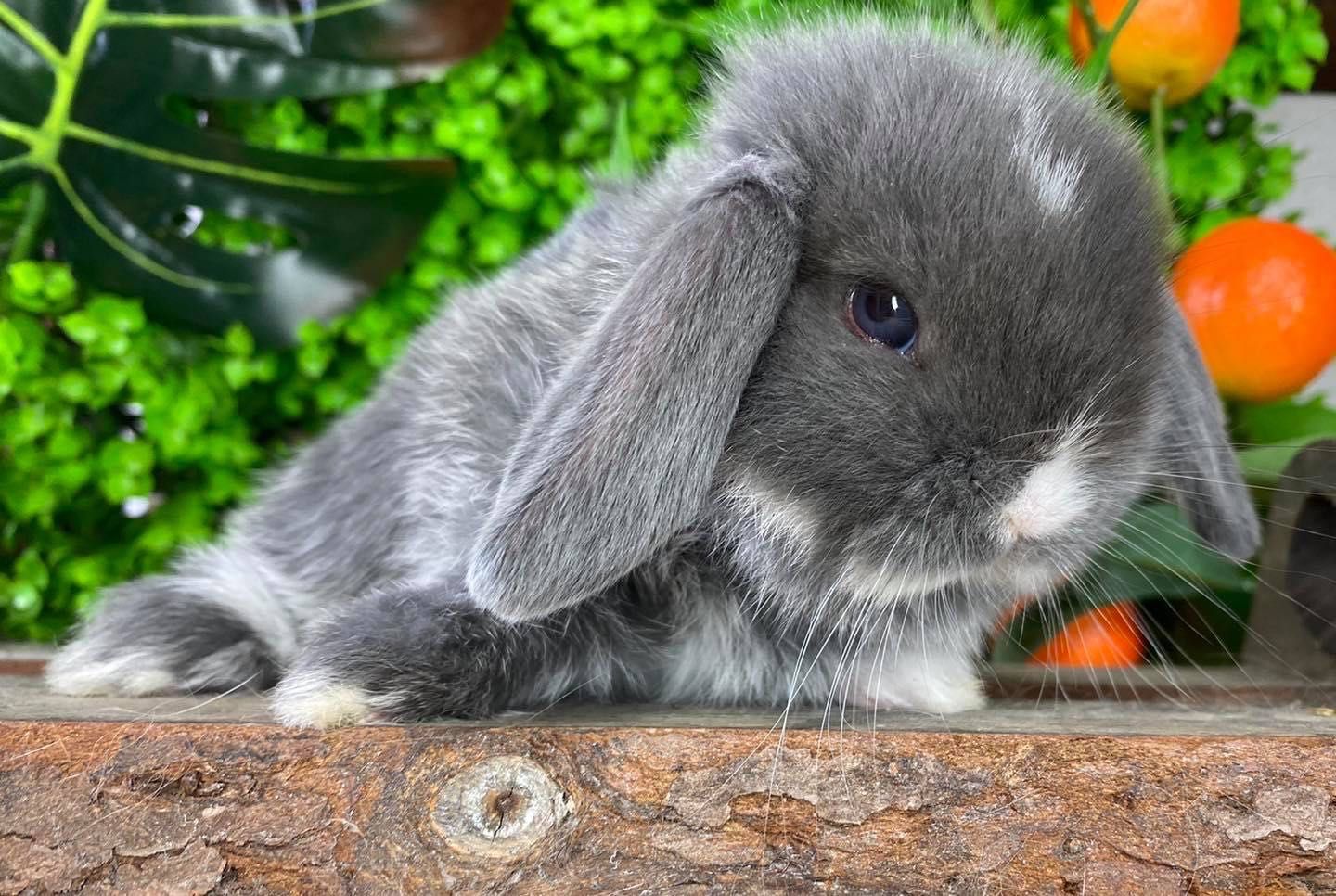 Mini lop teddy karzełek zarejestrowana hodowla