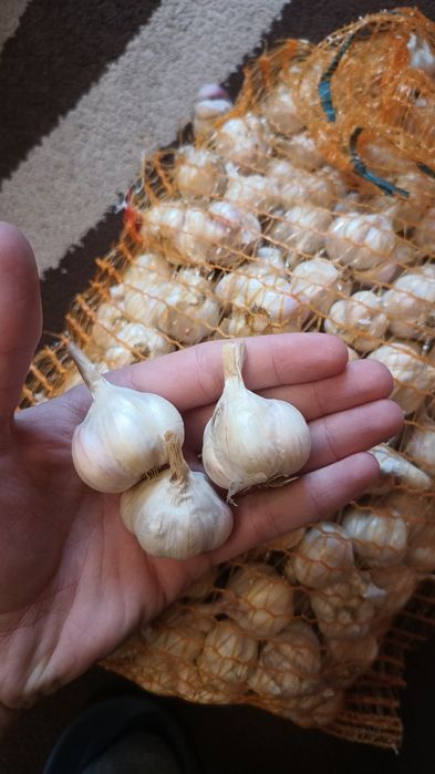 Czosnek Jarus wisoenny od Rolnika uprawiany w ogródku