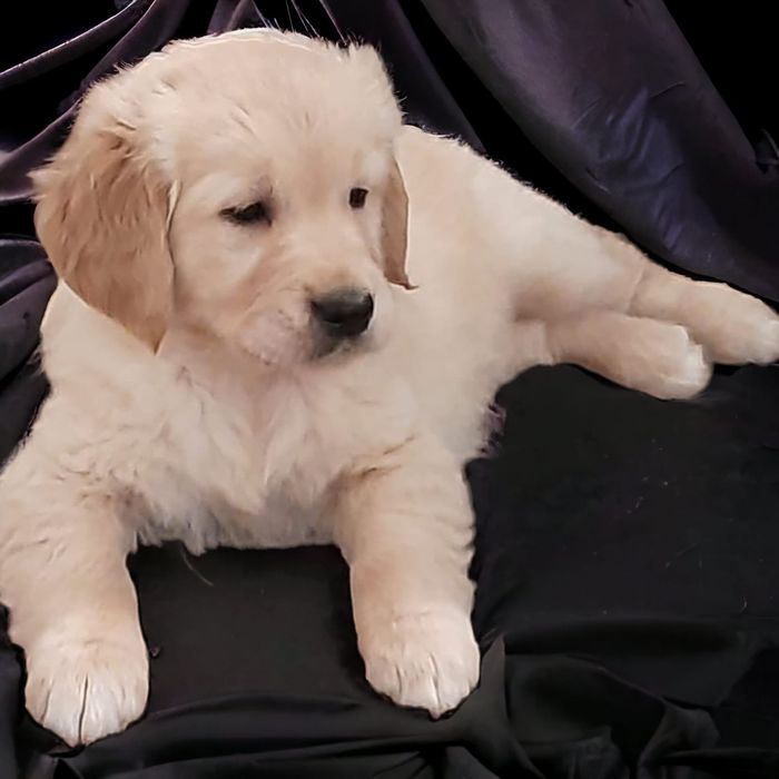 Szczeniak Golden Retriever i biszkoptowy
